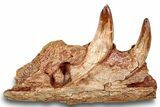 Cretaceous Fossil Crocodylomorph Jaw Section - Morocco #250724-3
